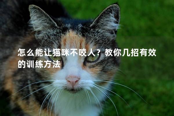 怎么能让猫咪不咬人？教你几招有效的训练方法