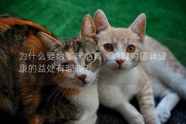 为什么要给猫咪绝育，绝育对猫咪健康的益处有哪些？