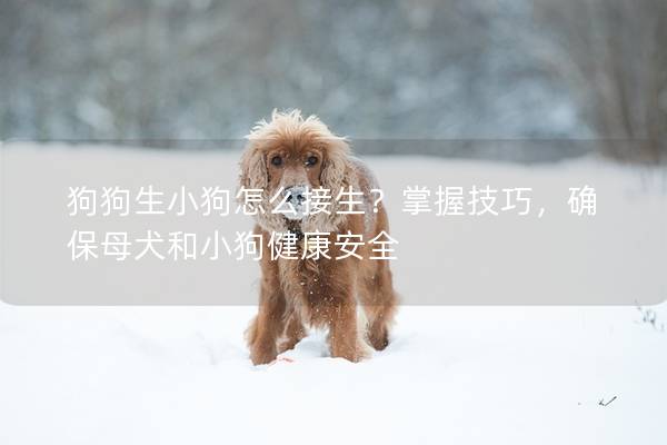 狗狗生小狗怎么接生？掌握技巧，确保母犬和小狗健康安全