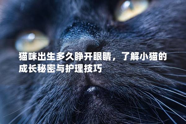 猫咪出生多久睁开眼睛，了解小猫的成长秘密与护理技巧