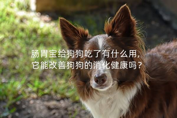 肠胃宝给狗狗吃了有什么用, 它能改善狗狗的消化健康吗？