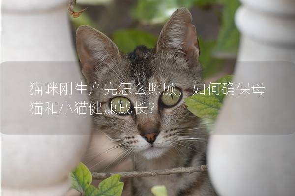 猫咪刚生产完怎么照顾，如何确保母猫和小猫健康成长？