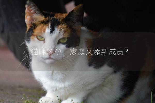 小猫咪怀孕，家庭又添新成员？