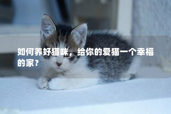 如何养好猫咪，给你的爱猫一个幸福的家？