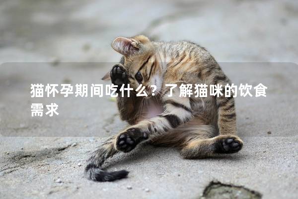 猫怀孕期间吃什么？了解猫咪的饮食需求