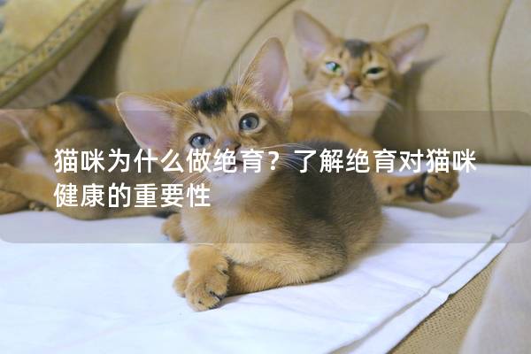 猫咪为什么做绝育？了解绝育对猫咪健康的重要性