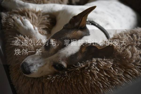 泰迪怎么剪毛，掌握技巧让你的爱犬焕然一新