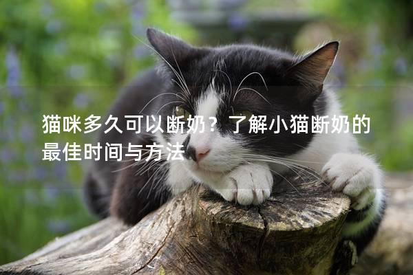 猫咪多久可以断奶？了解小猫断奶的最佳时间与方法