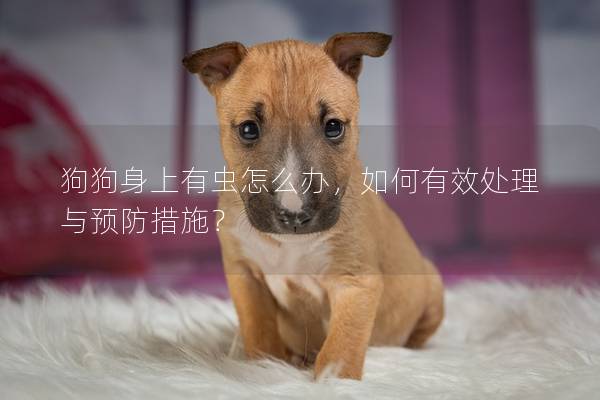 狗狗身上有虫怎么办,如何有效处理与预防措施?