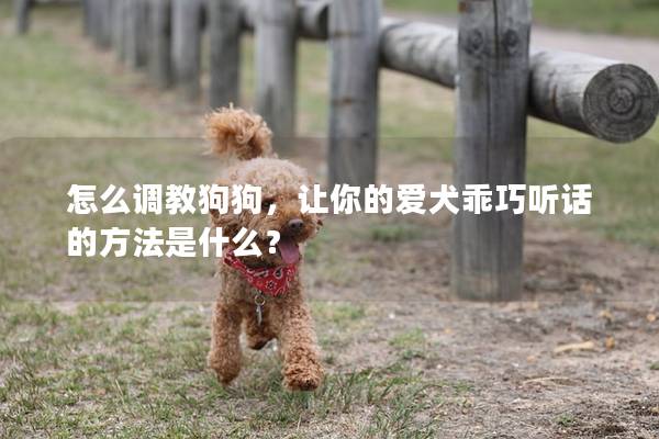 怎么调教狗狗，让你的爱犬乖巧听话的方法是什么？