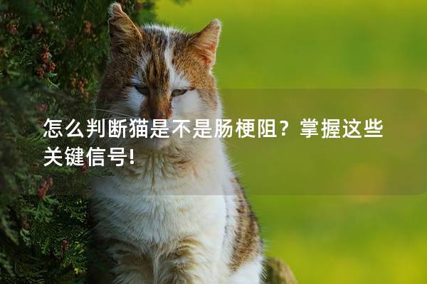 怎么判断猫是不是肠梗阻？掌握这些关键信号!