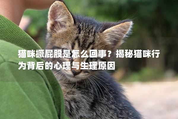 猫咪撅屁股是怎么回事？揭秘猫咪行为背后的心理与生理原因