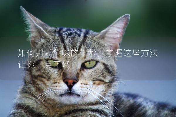 如何判断猫咪的年龄，掌握这些方法让你一目了然