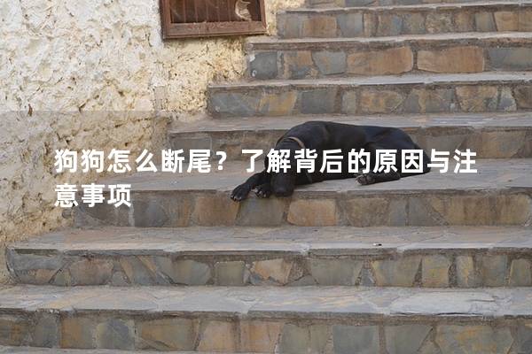 狗狗怎么断尾?了解背后的原因与注意事项