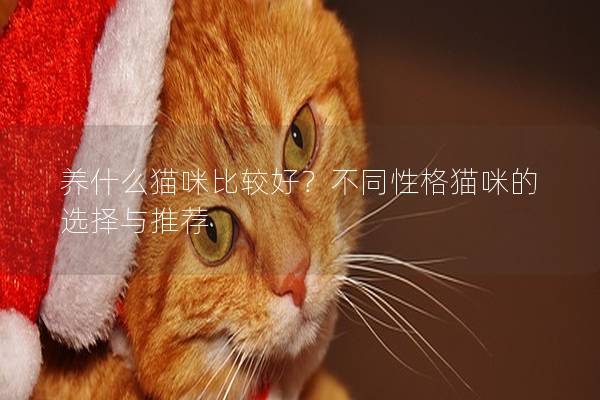 养什么猫咪比较好？不同性格猫咪的选择与推荐