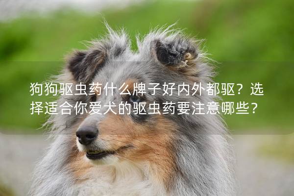 狗狗驱虫药什么牌子好内外都驱？选择适合你爱犬的驱虫药要注意哪些？