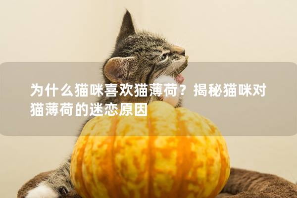 为什么猫咪喜欢猫薄荷？揭秘猫咪对猫薄荷的迷恋原因