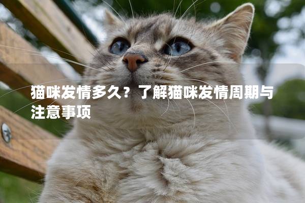 猫咪发情多久？了解猫咪发情周期与注意事项