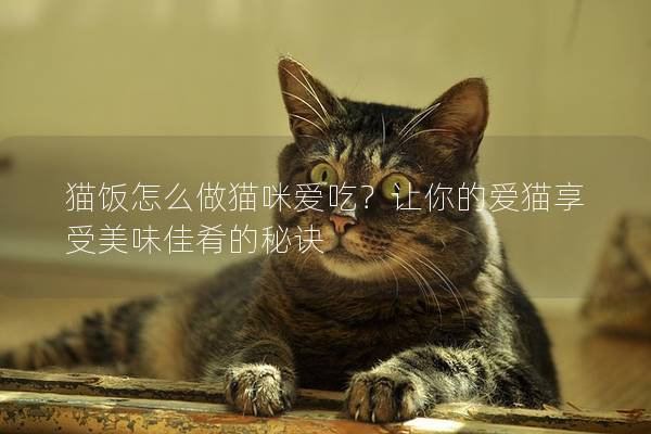 猫饭怎么做猫咪爱吃？让你的爱猫享受美味佳肴的秘诀