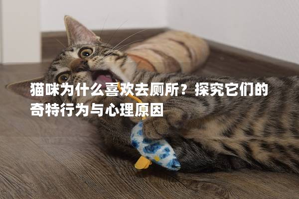 猫咪为什么喜欢去厕所？探究它们的奇特行为与心理原因