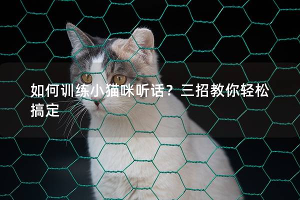 如何训练小猫咪听话？三招教你轻松搞定