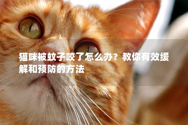 猫咪被蚊子咬了怎么办？教你有效缓解和预防的方法