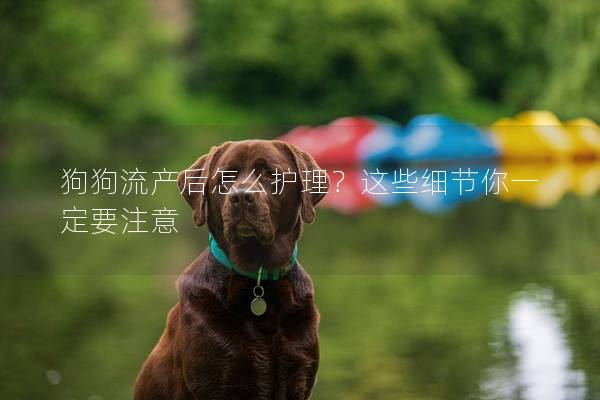 狗狗流产后怎么护理？这些细节你一定要注意