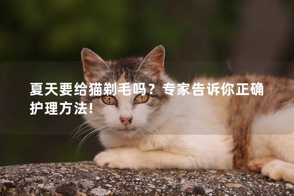 夏天要给猫剃毛吗？专家告诉你正确护理方法!