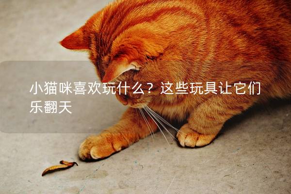 小猫咪喜欢玩什么？这些玩具让它们乐翻天