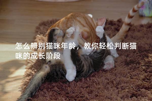 怎么辨别猫咪年龄，教你轻松判断猫咪的成长阶段