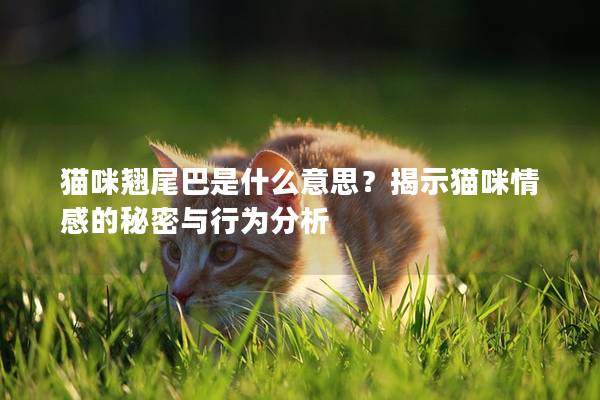 猫咪翘尾巴是什么意思？揭示猫咪情感的秘密与行为分析