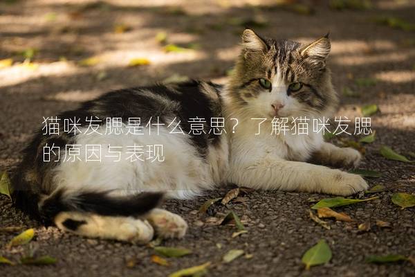 猫咪发腮是什么意思？了解猫咪发腮的原因与表现