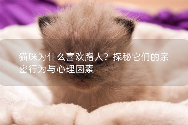 猫咪为什么喜欢蹭人？探秘它们的亲密行为与心理因素