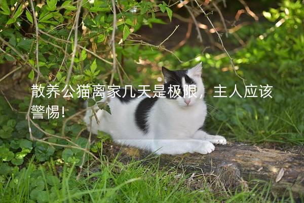 散养公猫离家几天是极限，主人应该警惕!