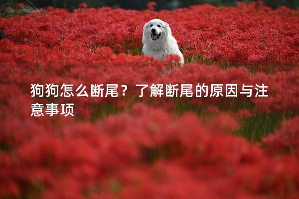 狗狗怎么断尾？了解断尾的原因与注意事项