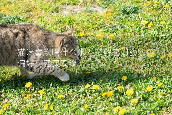 猫咪喜欢喝什么水？了解它们的水分偏好与健康建议