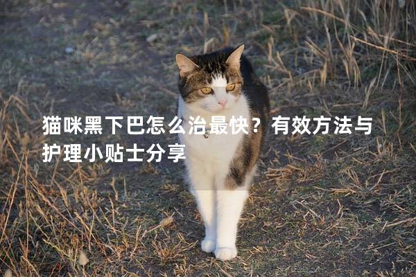 猫咪黑下巴怎么治最快？有效方法与护理小贴士分享