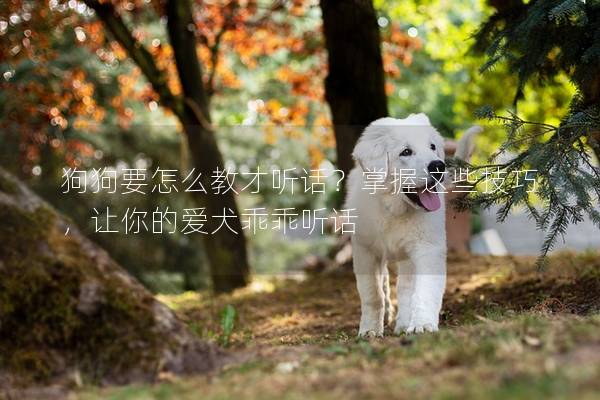 狗狗要怎么教才听话？掌握这些技巧，让你的爱犬乖乖听话