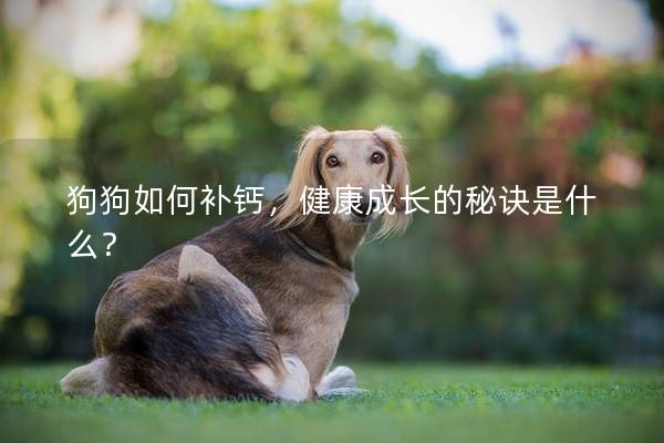 狗狗如何补钙，健康成长的秘诀是什么？