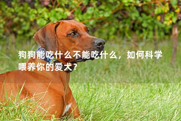 狗狗能吃什么不能吃什么，如何科学喂养你的爱犬？