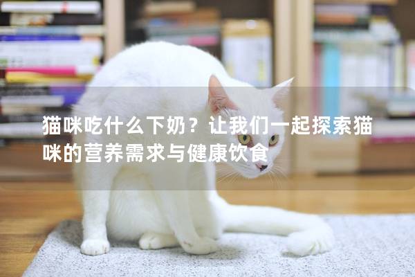 猫咪吃什么下奶？让我们一起探索猫咪的营养需求与健康饮食