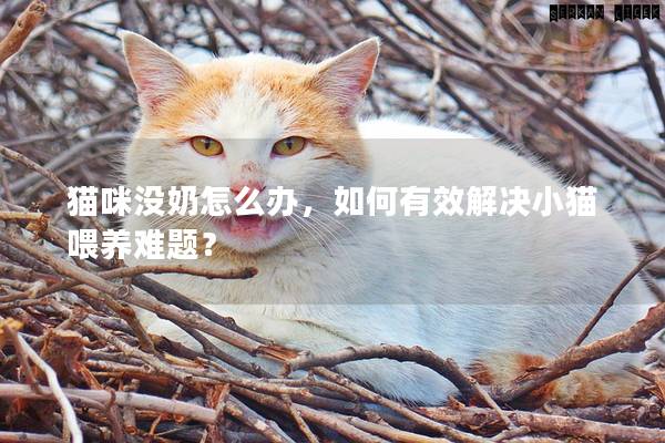 猫咪没奶怎么办，如何有效解决小猫喂养难题？