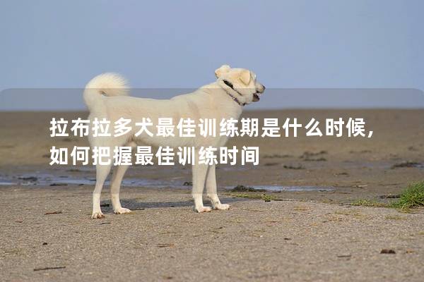 拉布拉多犬最佳训练期是什么时候,如何把握最佳训练时间