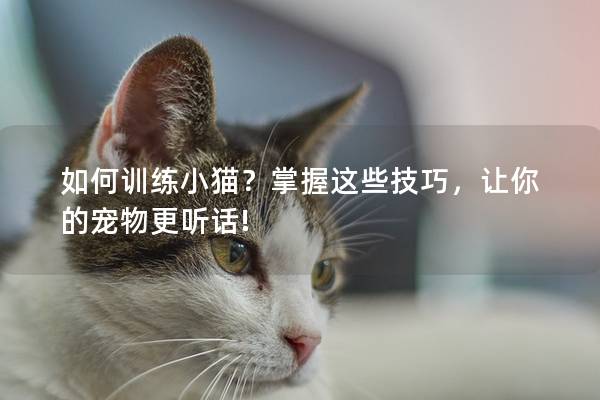 如何训练小猫？掌握这些技巧，让你的宠物更听话!