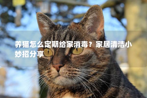 养猫怎么定期给家消毒？家居清洁小妙招分享