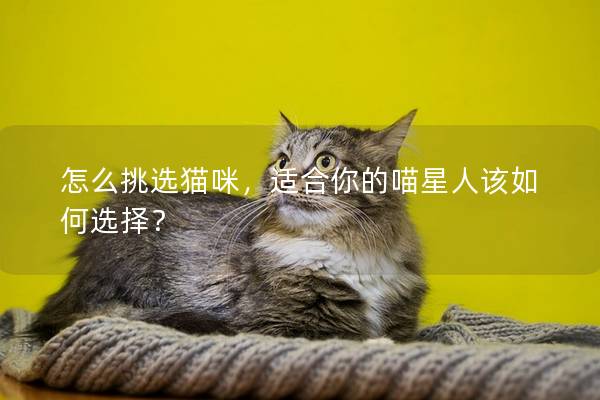 怎么挑选猫咪，适合你的喵星人该如何选择？