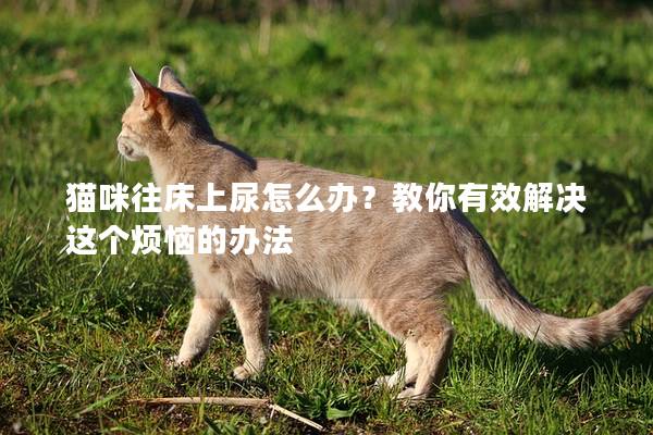 猫咪往床上尿怎么办？教你有效解决这个烦恼的办法