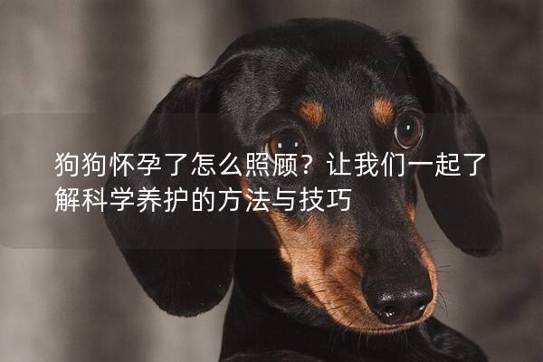 狗狗怀孕了怎么照顾？让我们一起了解科学养护的方法与技巧