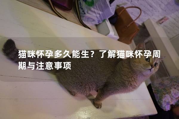 猫咪怀孕多久能生？了解猫咪怀孕周期与注意事项