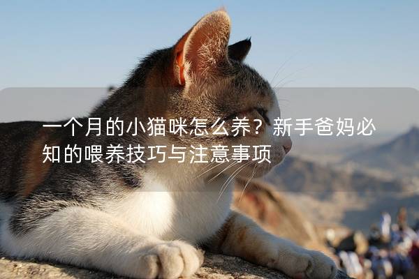 一个月的小猫咪怎么养？新手爸妈必知的喂养技巧与注意事项